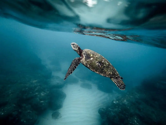 Sea Turtle Swimming