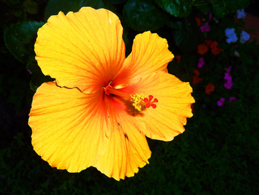 Hibiscus Hawaiian Flower
