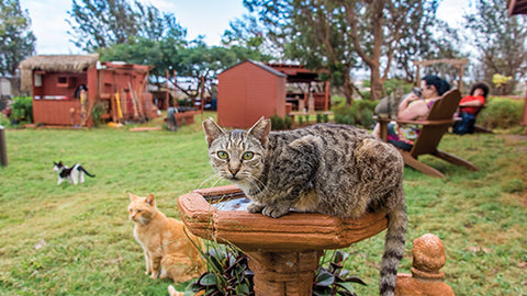 Lanai Cat Sanctuary