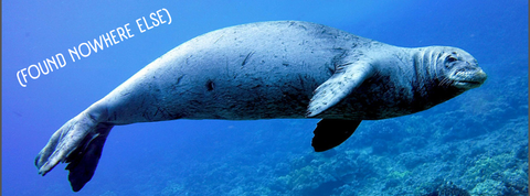 The Unique Wildlife of Hawaii